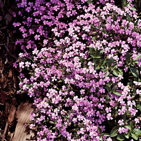 bouncing bet plant|How to Plant and Grow Soapwort .